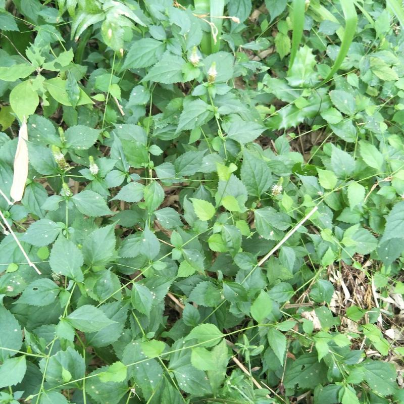 腹水草，野生，无化肥农药污染，药用价值多，可绿化盆栽，观