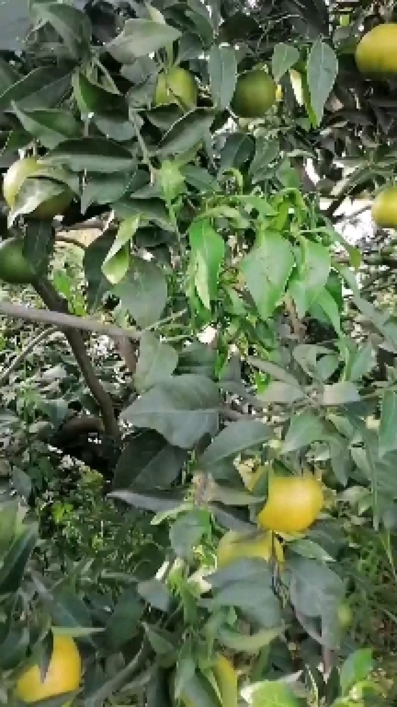 出售光果爱媛，货源充足有意向的老板可联系我