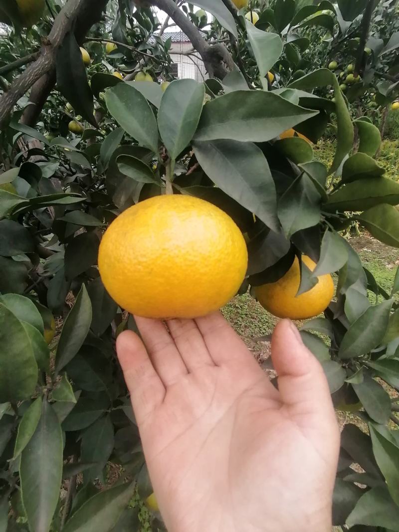 出售光果爱媛，货源充足有意向的老板可联系我
