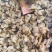 黄蚬子肉无沙无冰衣黄蛤蜊肉蛤蜊肉贝类海鲜冷冻海鲜