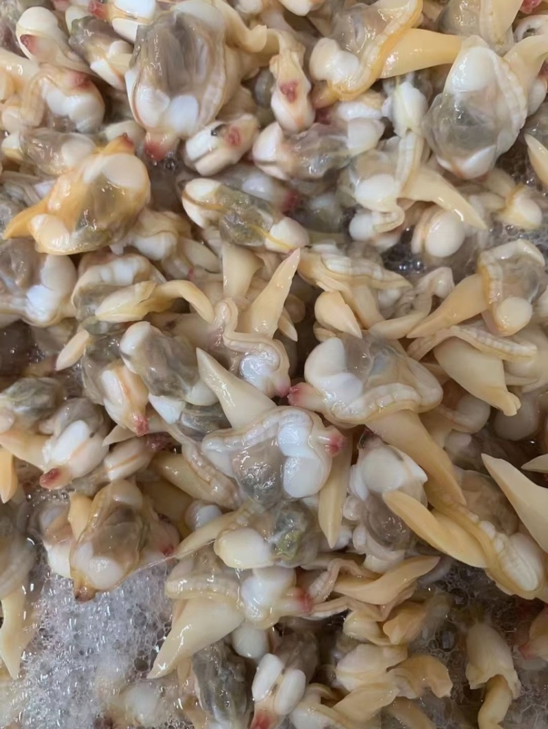 黄蚬子肉无沙无冰衣黄蛤蜊肉蛤蜊肉贝类海鲜冷冻海鲜