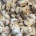 黄蚬子肉无沙无冰衣黄蛤蜊肉蛤蜊肉贝类海鲜冷冻海鲜