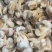 黄蚬子肉无沙无冰衣黄蛤蜊肉蛤蜊肉贝类海鲜冷冻海鲜