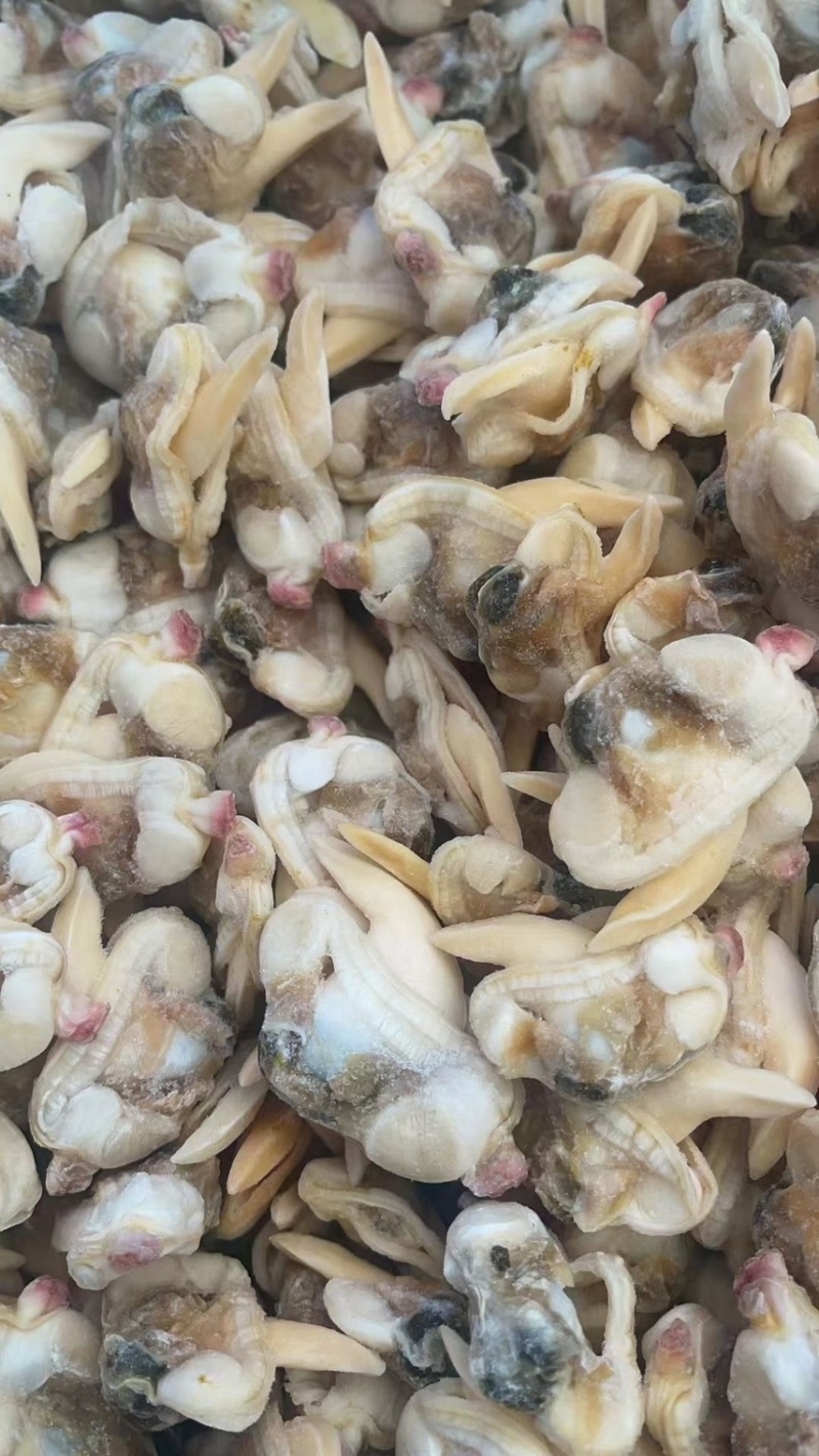 黄蚬子肉无沙无冰衣黄蛤蜊肉蛤蜊肉贝类海鲜冷冻海鲜