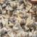 黄蚬子肉无沙无冰衣黄蛤蜊肉蛤蜊肉贝类海鲜冷冻海鲜