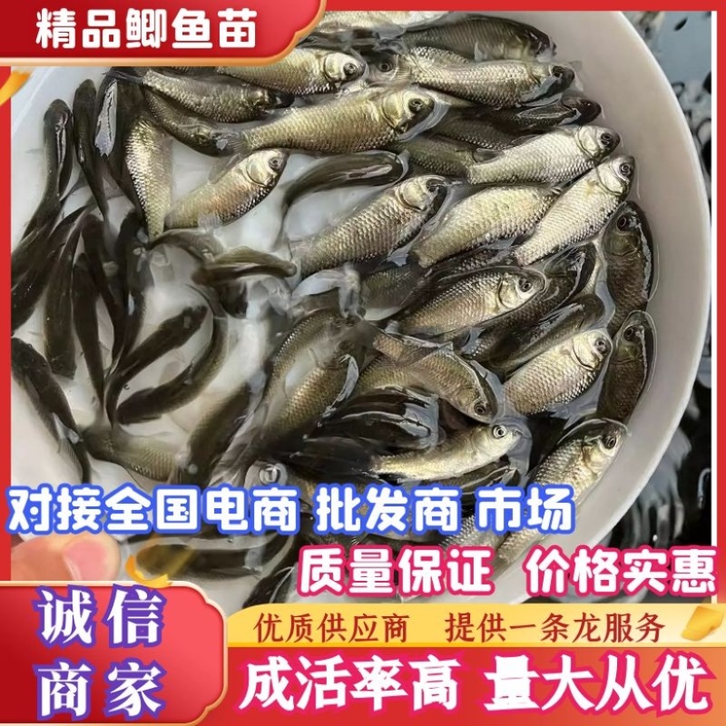 中科5号鲫鱼苗湘云鲫鱼苗全国发货包邮