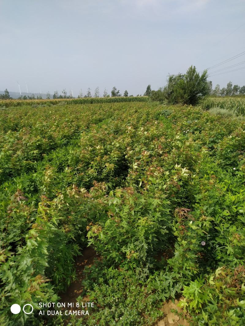 各种规格的五角枫小苗
