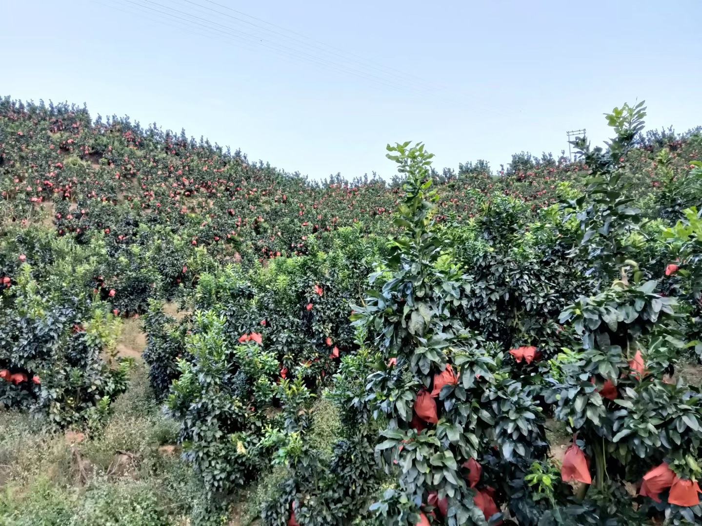 展示一片整齐排列的矮晚红心柚果园,果树矮小整齐,果实挂满枝头,环境整洁有序 矮晚红心柚果园实景图