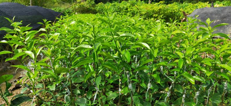 红柠檬贴木新会柑苗(茶枝柑，陈皮柑)