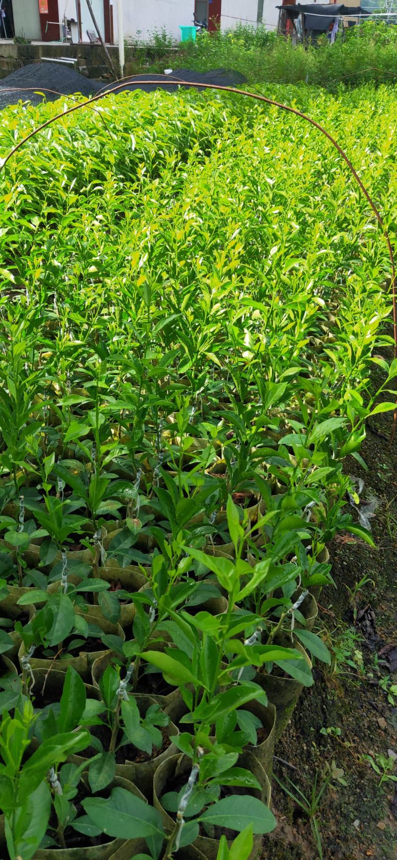 红柠檬贴木新会柑苗(茶枝柑，陈皮柑)