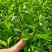 红柠檬贴木新会柑苗(茶枝柑，陈皮柑)