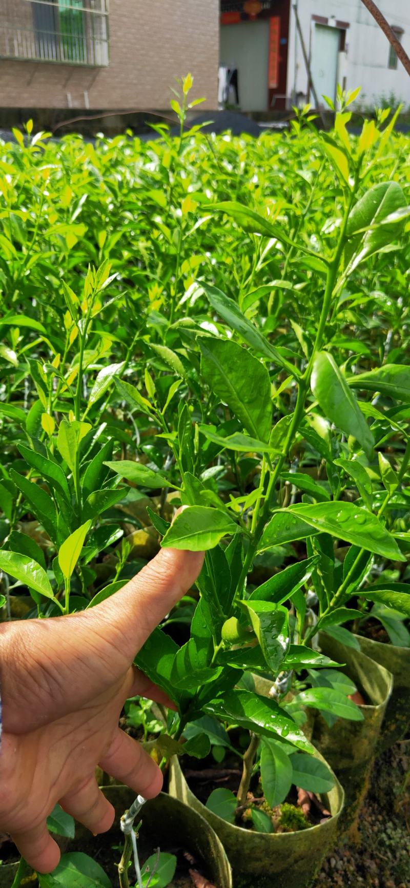 红柠檬贴木新会柑苗(茶枝柑，陈皮柑)