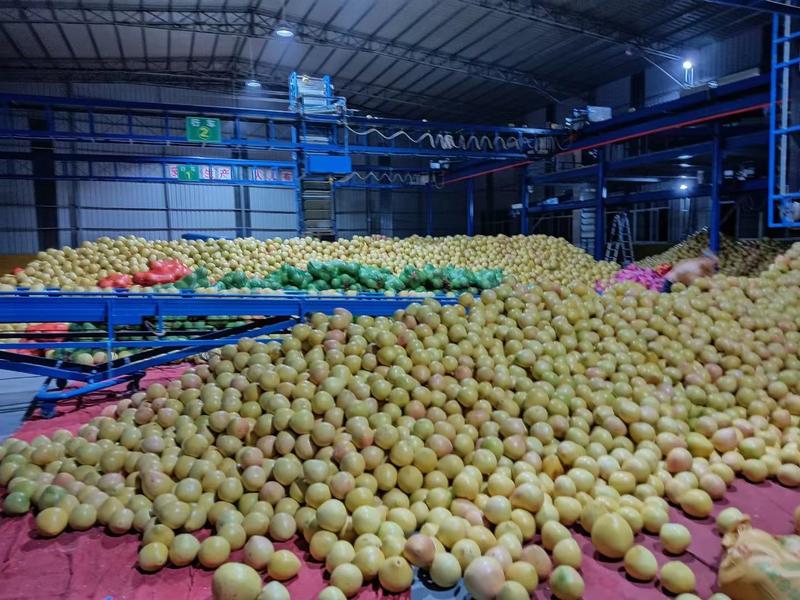 柚子，福建柚子，产地发货，对接大型批发商红心柚