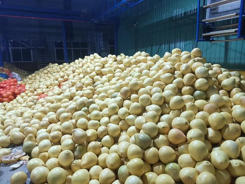 柚子，福建柚子，产地发货，对接大型批发商红心柚