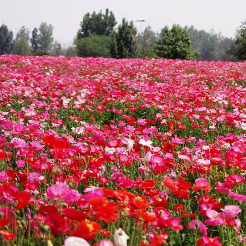 虞美人花种子混色冰岛美人四季开花多年生庭院造景阳台花卉