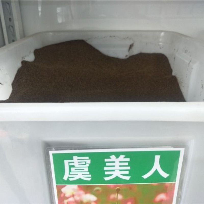 虞美人花种子混色冰岛美人四季开花多年生庭院造景阳台花卉