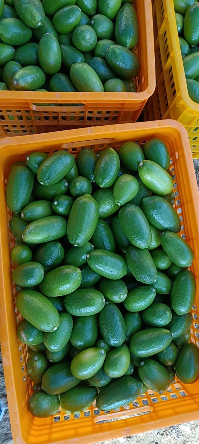子弹头