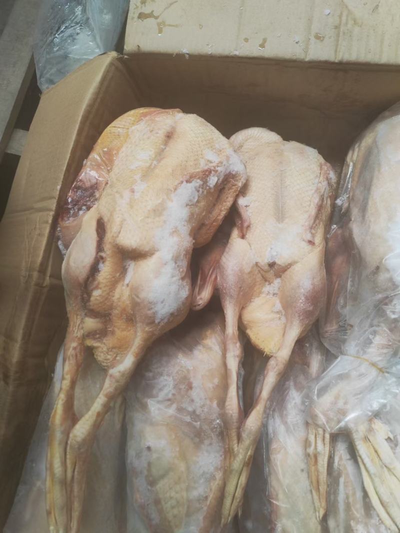 【卤鹅翼】鹅新鲜土鹅大白鹅，整只大白鹅农家散养。价格便宜