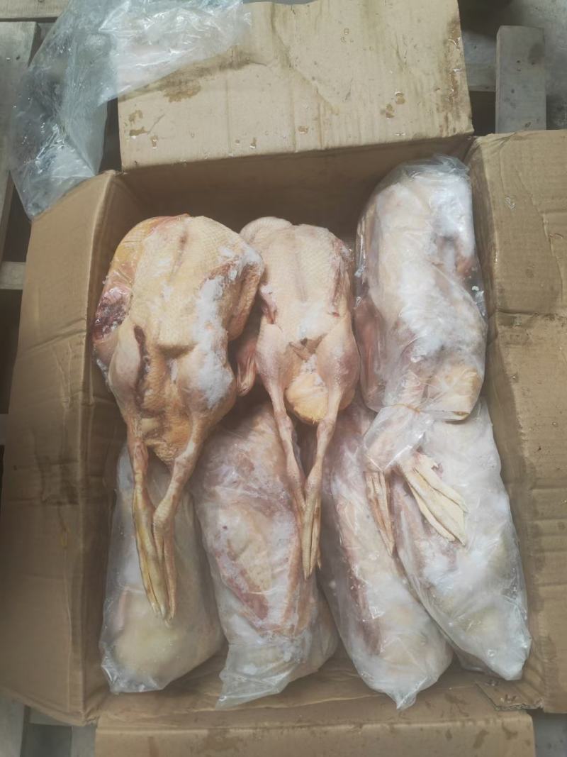 【卤鹅翼】鹅新鲜土鹅大白鹅，整只大白鹅农家散养。价格便宜