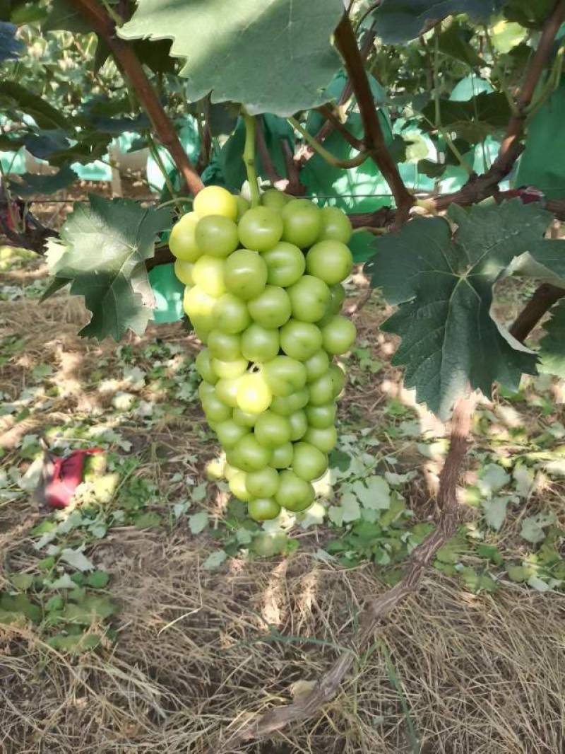 阳光玫瑰
