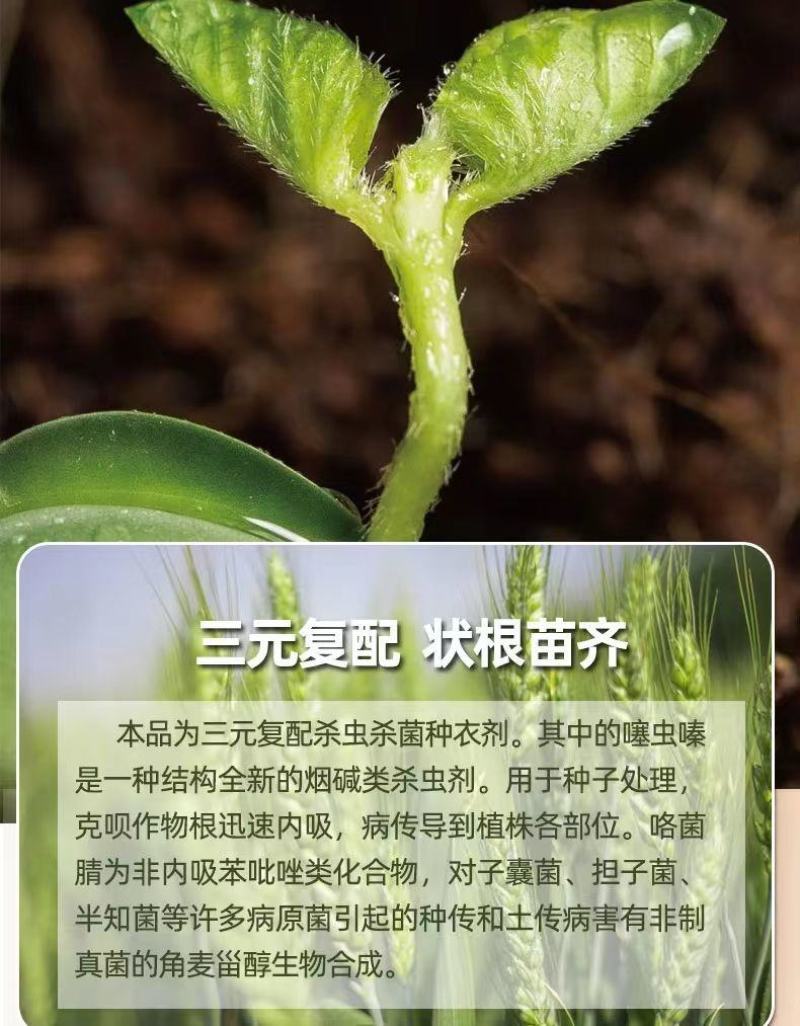 农用小麦拌种剂27%苯醚甲环唑咯菌腈噻虫嗪苯咯噻种衣剂
