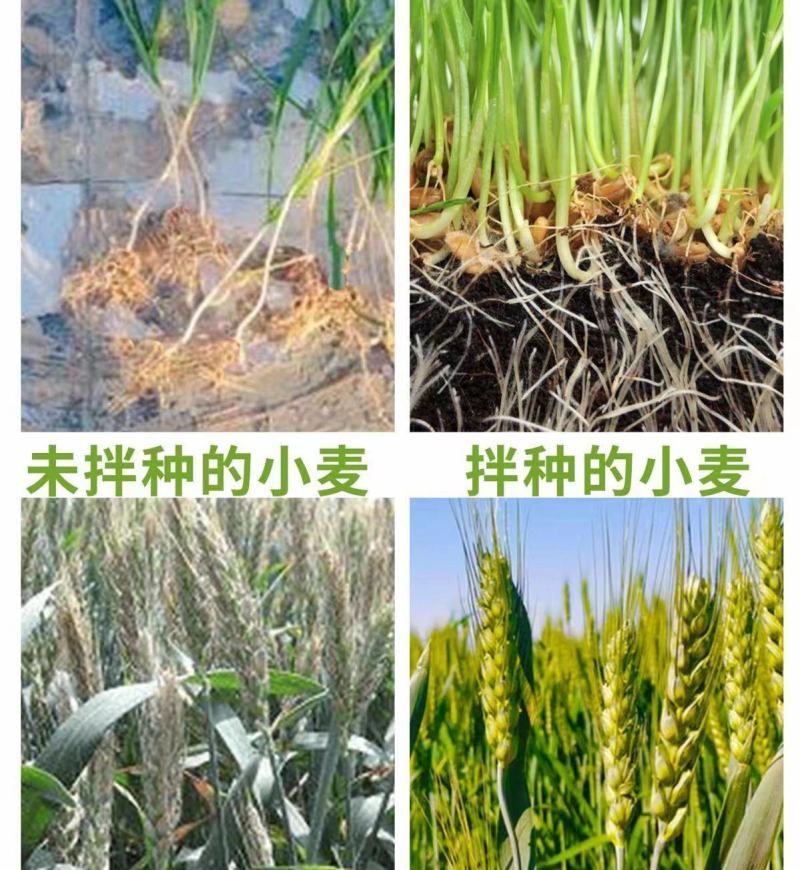 农用小麦拌种剂27%苯醚甲环唑咯菌腈噻虫嗪苯咯噻种衣剂