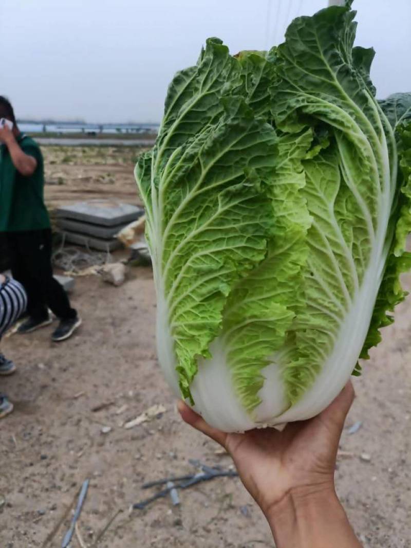 【产地直发】宁夏白菜个头匀称黄心小白菜产地白菜