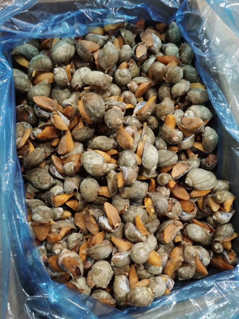 老婆脚鲍螺海鲜冷冻水产海蜗牛黄金鲍珍珠鲍贝