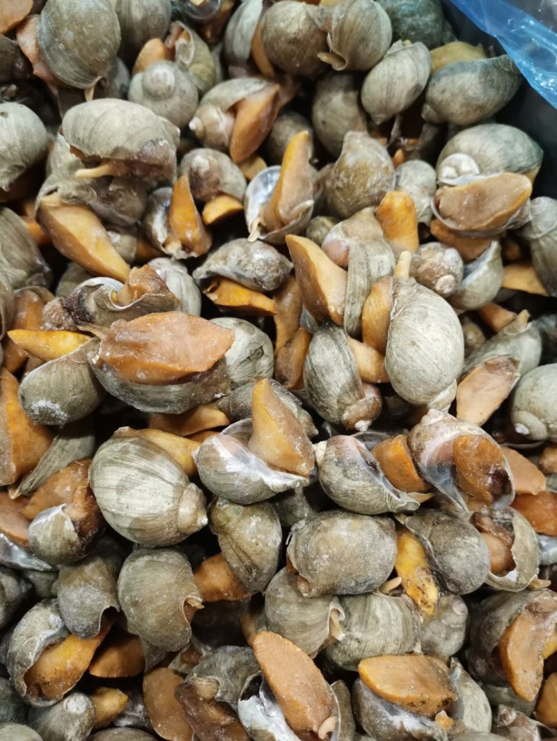 老婆脚鲍螺海鲜冷冻水产海蜗牛黄金鲍珍珠鲍贝