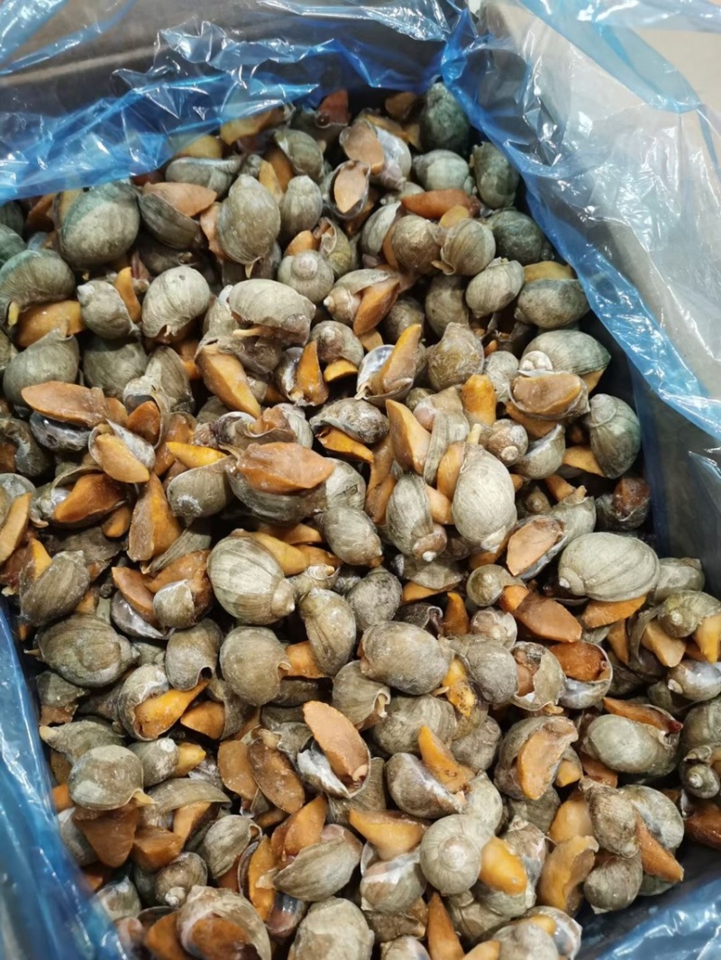 老婆脚鲍螺海鲜冷冻水产海蜗牛黄金鲍珍珠鲍贝
