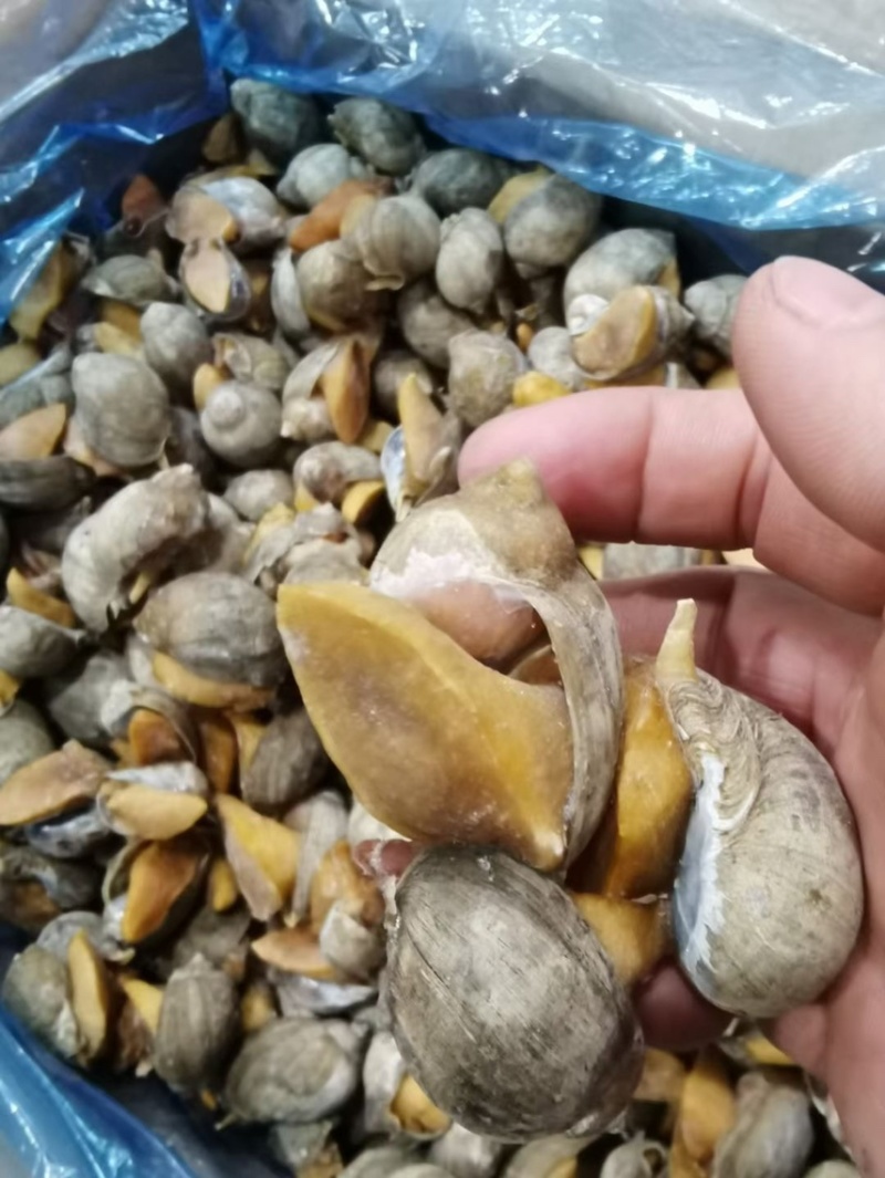 老婆脚鲍螺海鲜冷冻水产海蜗牛黄金鲍珍珠鲍贝