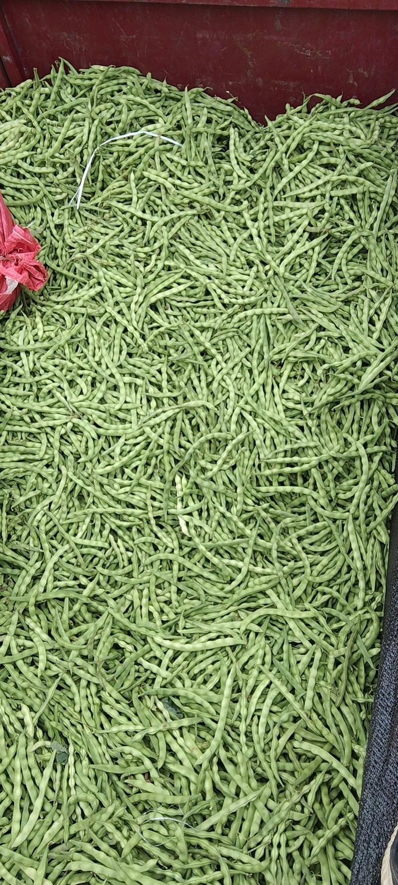 云南省弥勒市大量无筋豆，大青豆，红花豆毛豆，四季豆，棒豆