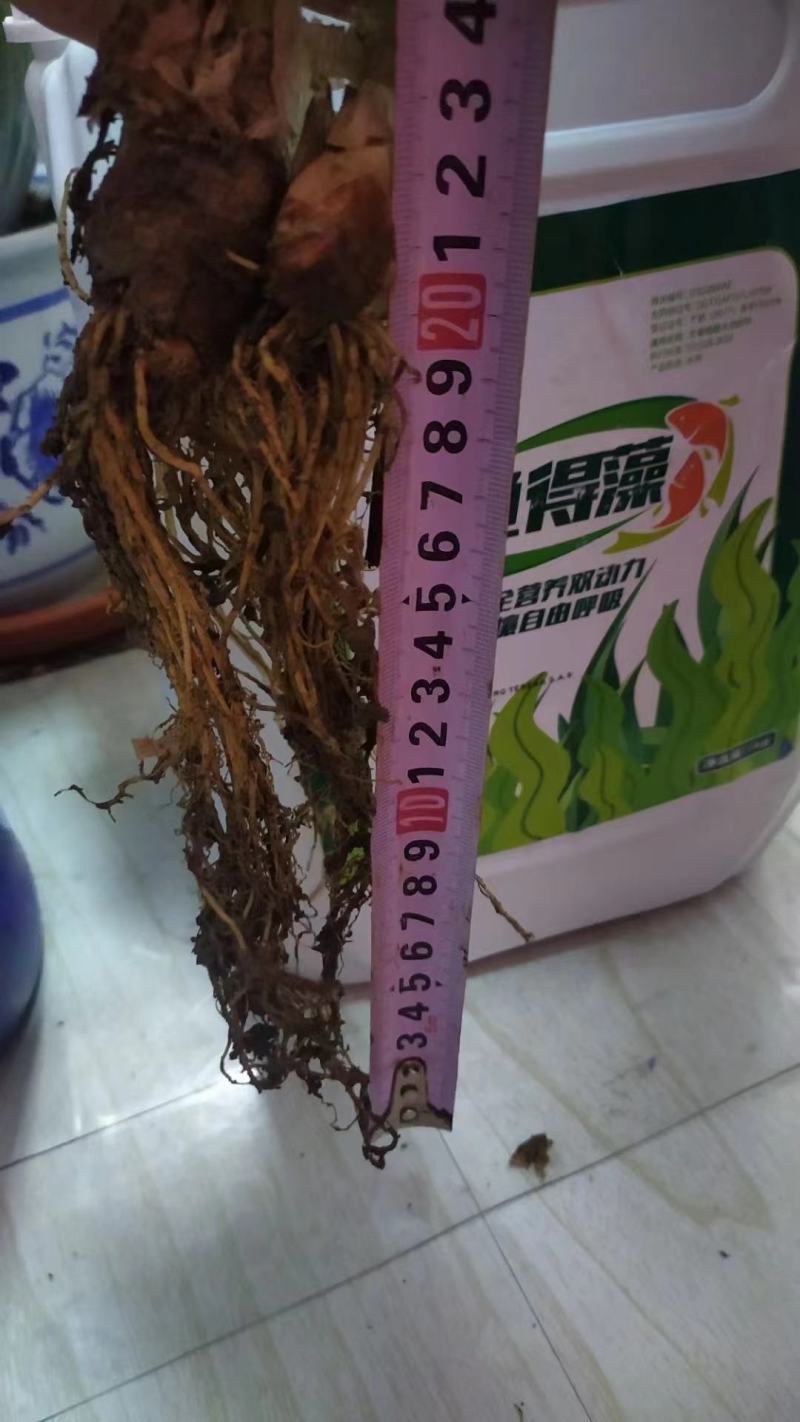 含腐植酸水溶肥，进口，海藻酸，鱼蛋白，调节土壤，抗冻抗旱