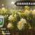 含腐植酸水溶肥,进口,海藻酸,鱼蛋白,调节土壤,抗冻抗旱