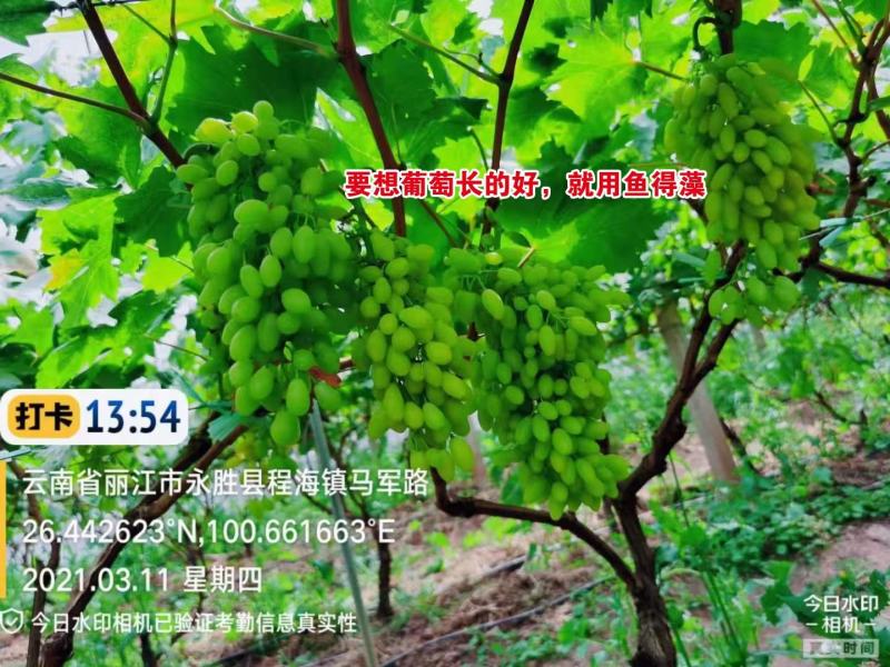 含腐植酸水溶肥，进口，海藻酸，鱼蛋白，调节土壤，抗冻抗旱