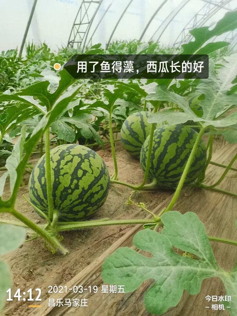 含腐植酸水溶肥，进口，海藻酸，鱼蛋白，调节土壤，抗冻抗旱