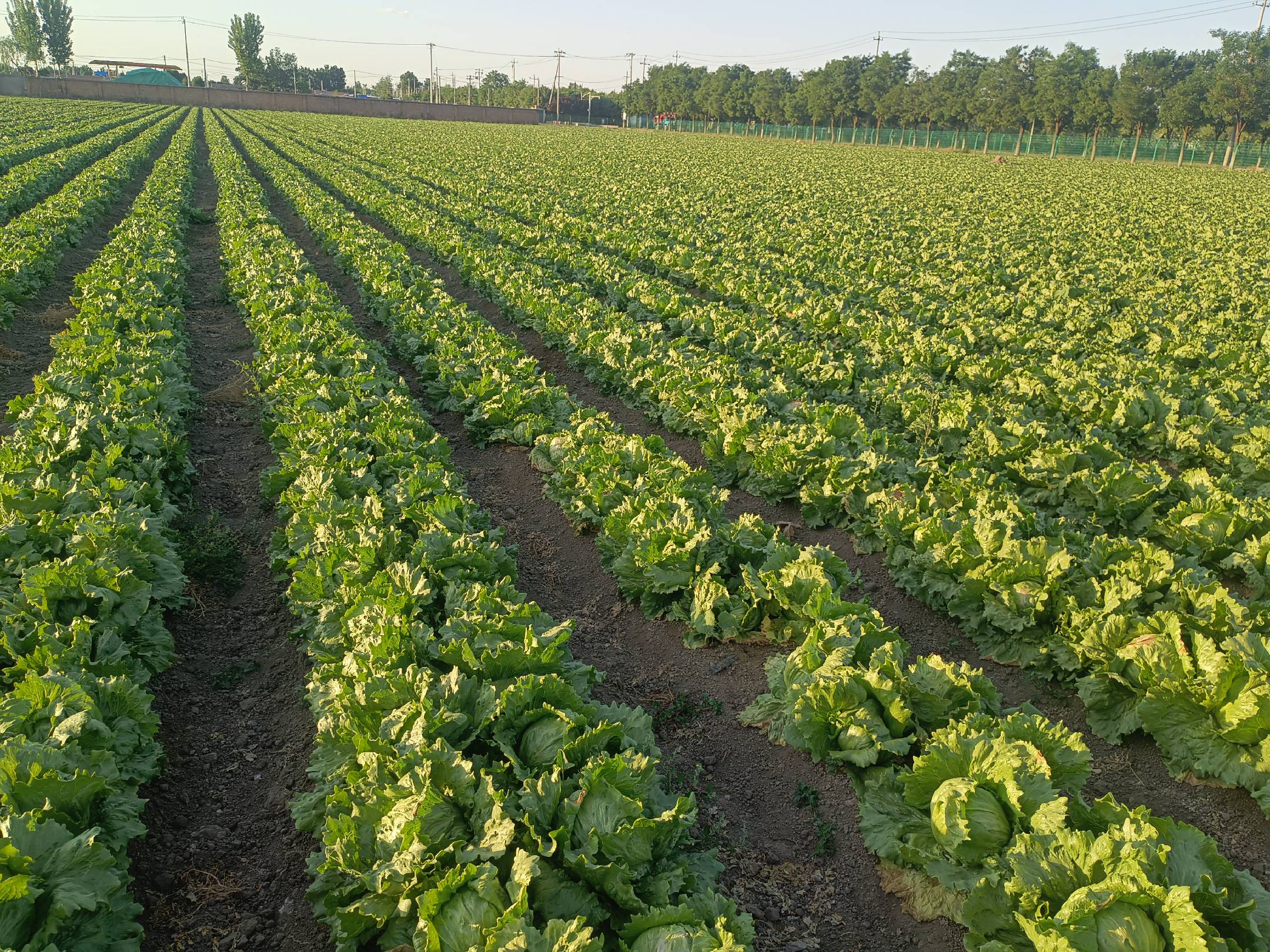 展示生菜病虫害综合防治流程,包括农业、生物、化学等措施 生菜病虫害综合治理流程图