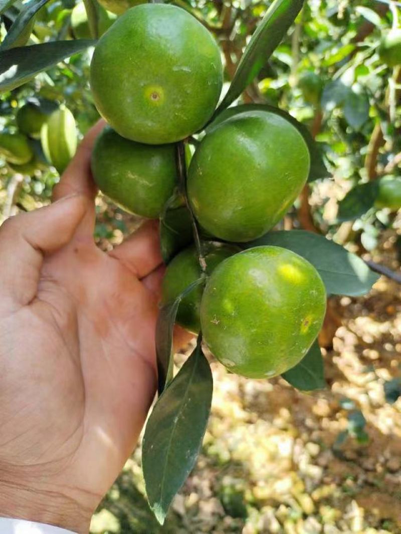 【推荐】湖北宜昌特早蜜橘对接社区各大平台物美价廉
