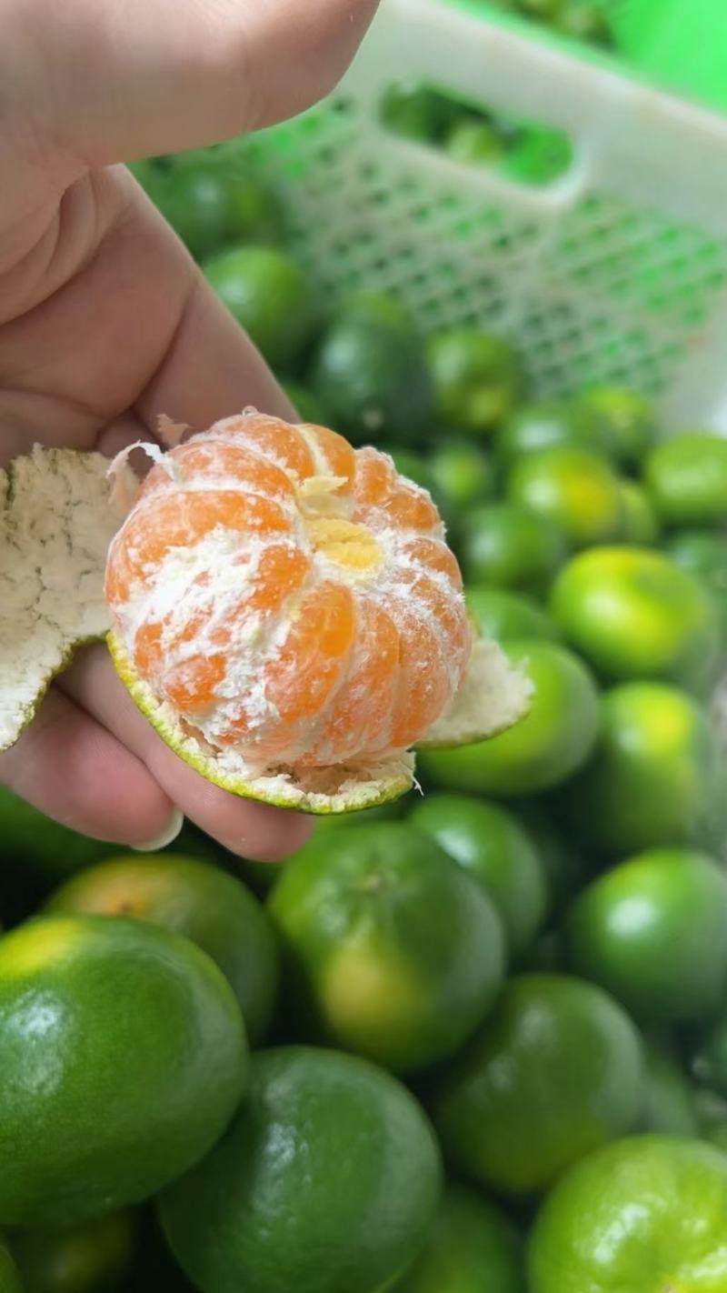 【推荐】湖北宜昌特早蜜橘对接社区各大平台物美价廉