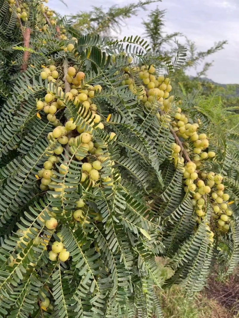 新鲜油柑子余甘果滇橄榄