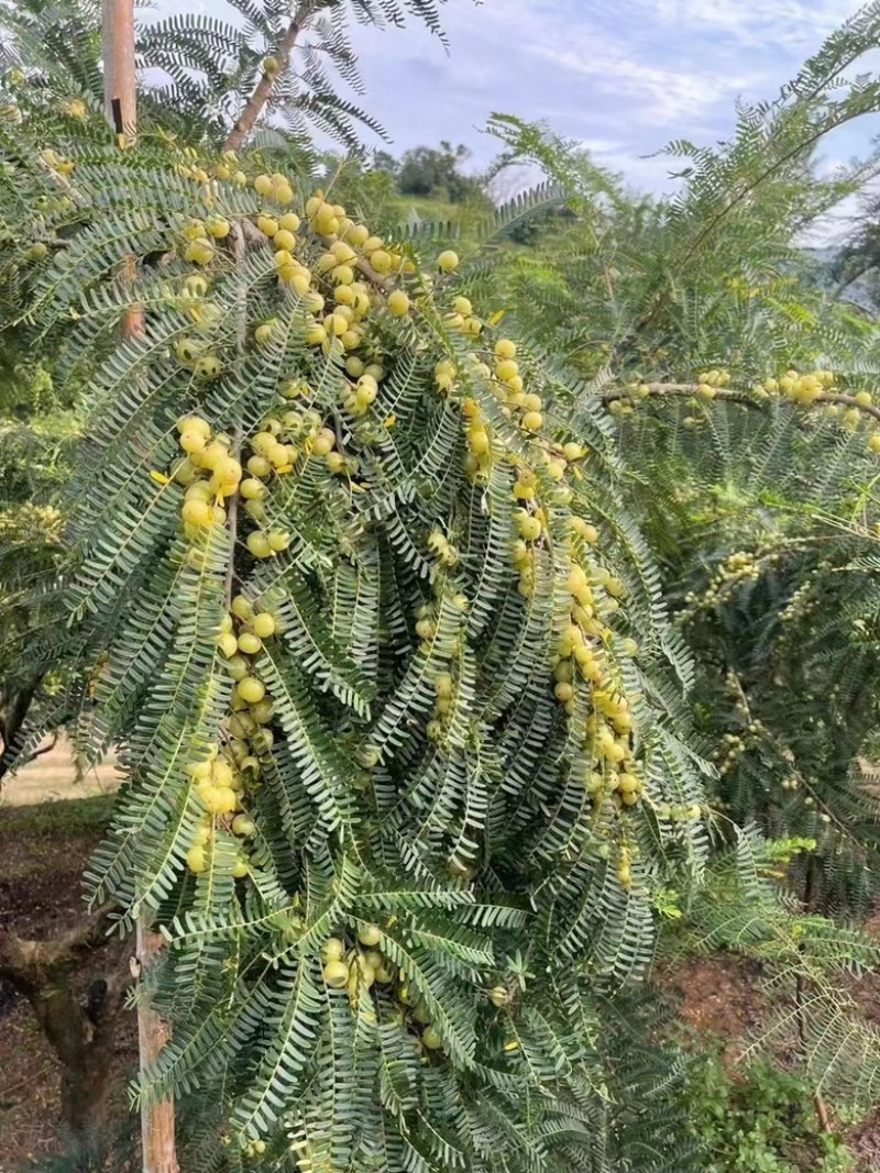 新鲜油柑子余甘果滇橄榄