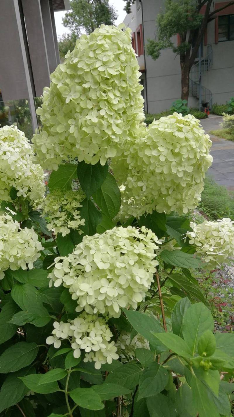 圆锥木绣球花苗，【开花很大，观赏性很好，属于權木型品种】