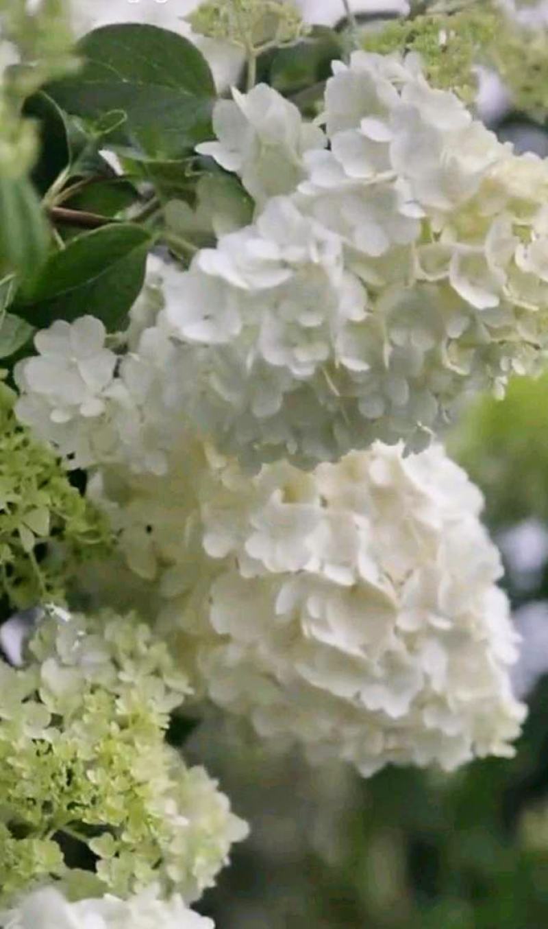 圆锥木绣球花苗，【开花很大，观赏性很好，属于權木型品种】