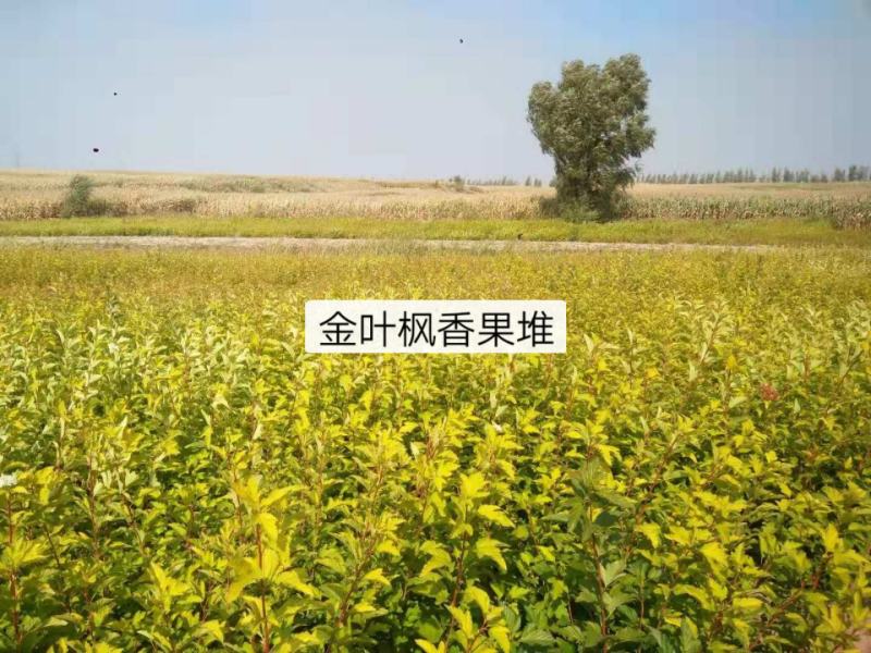 金叶枫香果，极易成活，极耐寒，抗旱，维护成本低，扦插苗。