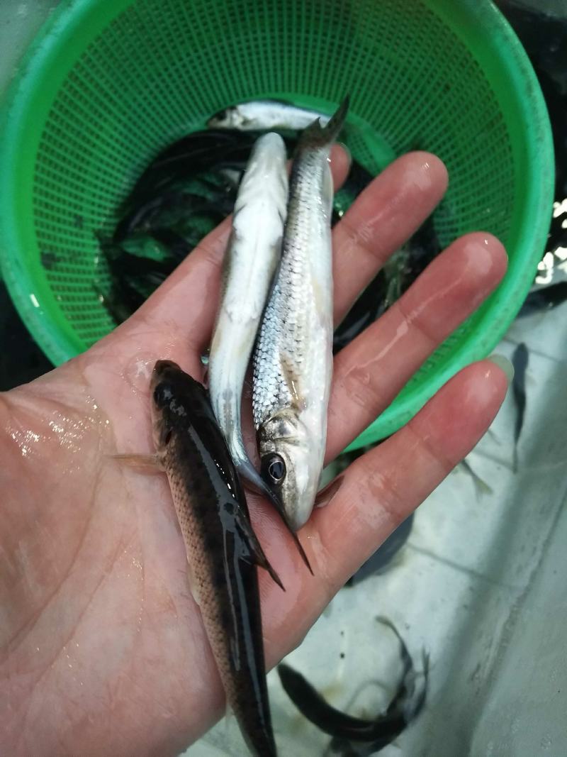 『热销』，南方大口鲶鱼苗，基地直供送货上门。提供技术指导