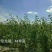 香妃海棠苗，伊犁本地撒种嫁接历时两年，苗子健壮成活率高