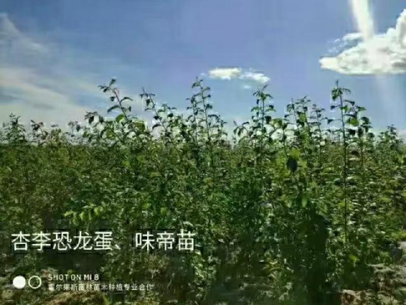 香妃海棠苗，伊犁本地撒种嫁接历时两年，苗子健壮成活率高