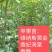 香妃海棠苗，伊犁本地撒种嫁接历时两年，苗子健壮成活率高