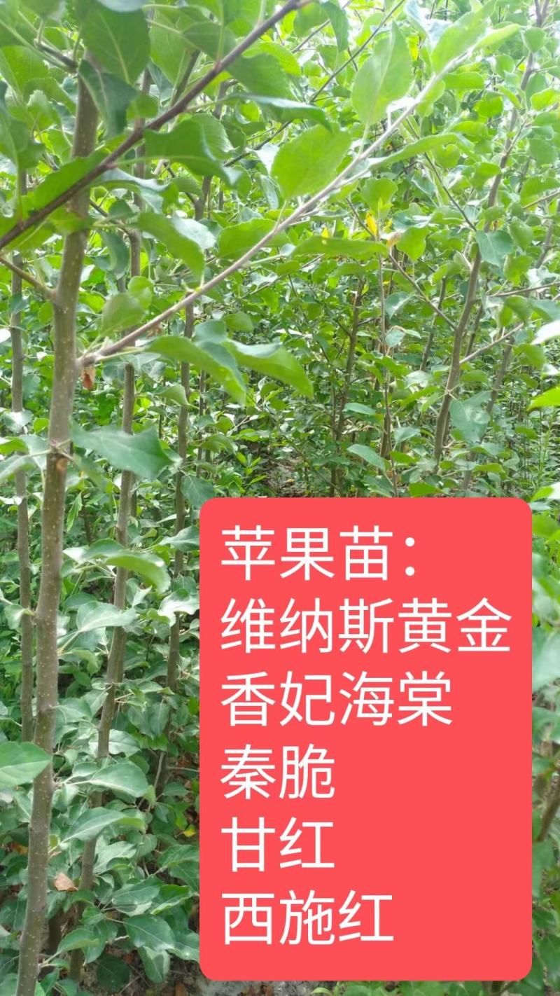 香妃海棠苗，伊犁本地撒种嫁接历时两年，苗子健壮成活率高