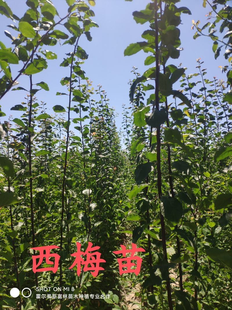 香妃海棠苗，伊犁本地撒种嫁接历时两年，苗子健壮成活率高